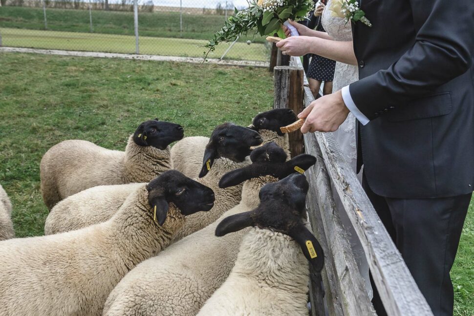 Tyto ovce mohli celou svatbu pozorovat